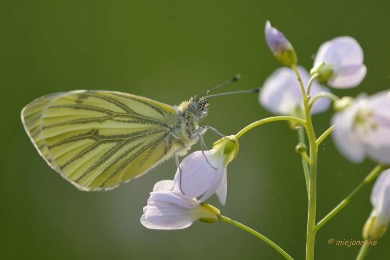 db_DSC2896a.JPG - Macro de Doort