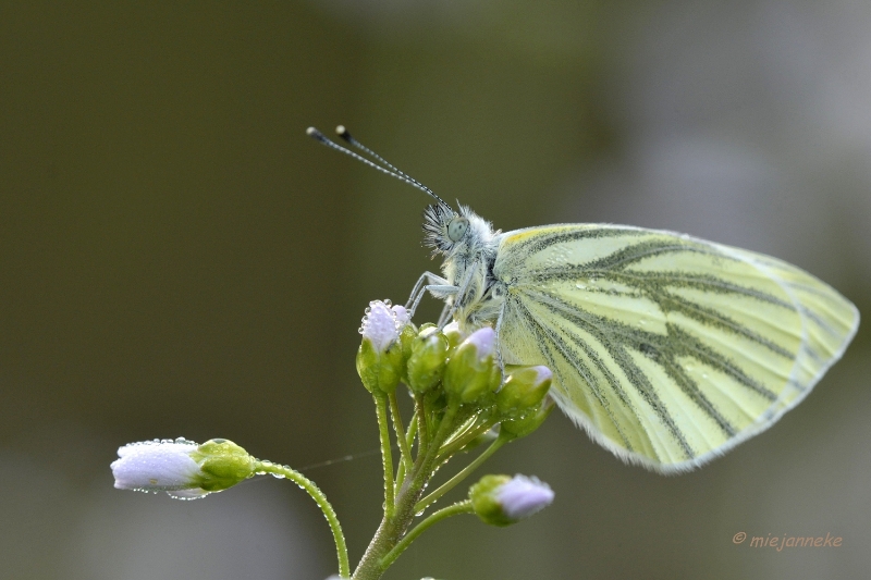 db_DSC2946.JPG - Macro de Doort