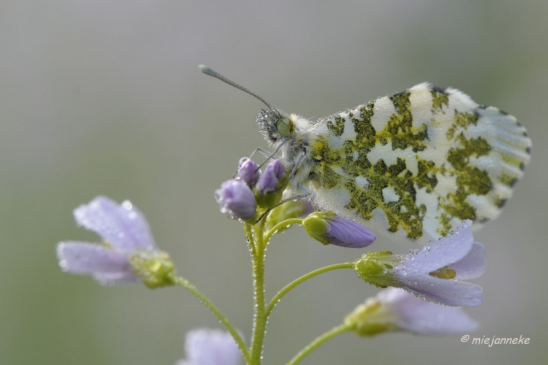 db_DSC2996.JPG - Macro de Doort