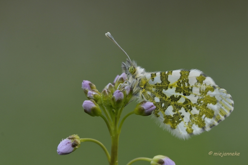 db_DSC3010.JPG - Macro de Doort