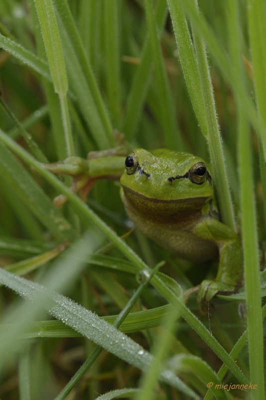 db_DSC3076.JPG - Macro de Doort