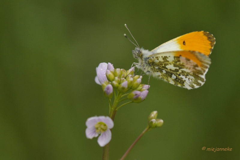 db_DSC3100.JPG - Macro de Doort