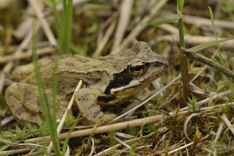 db_DSC3169.JPG - Macro de Doort