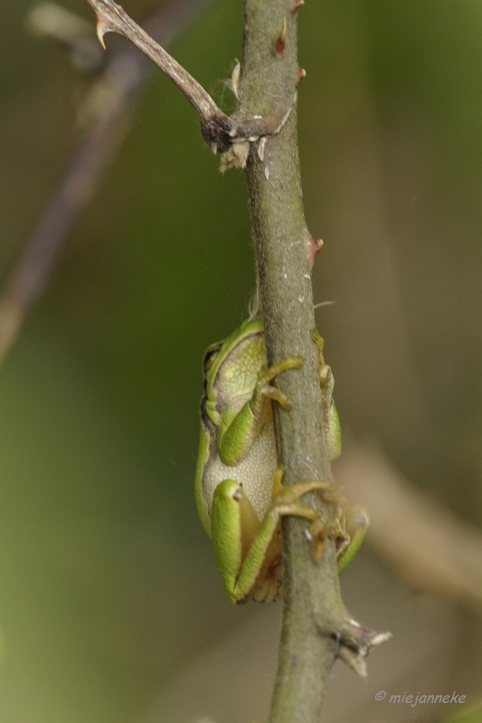 db_DSC3194.JPG - Macro de Doort