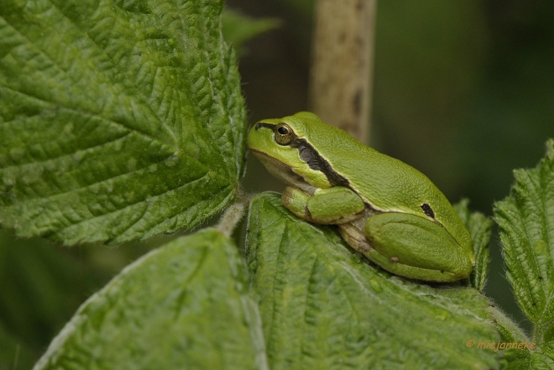 db_DSC3199.JPG - Macro de Doort