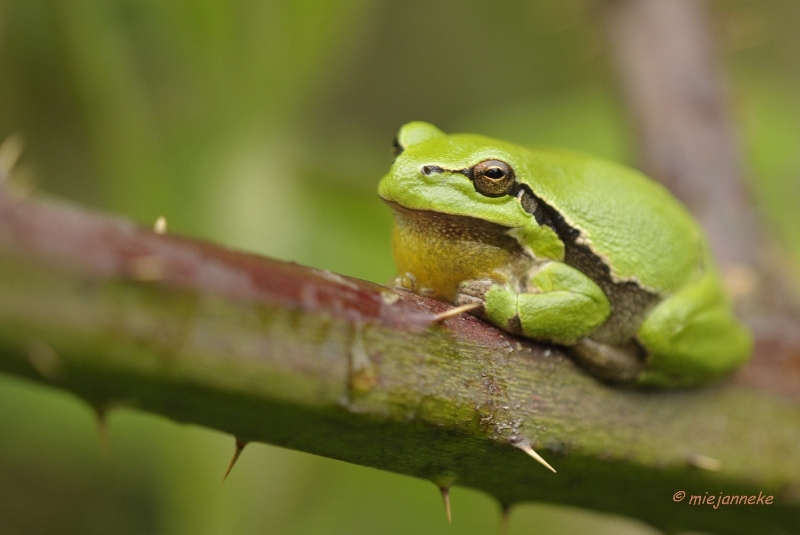 db_DSC3213.JPG - Macro de Doort