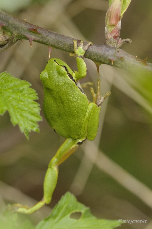 db_DSC3229.JPG - Macro de Doort