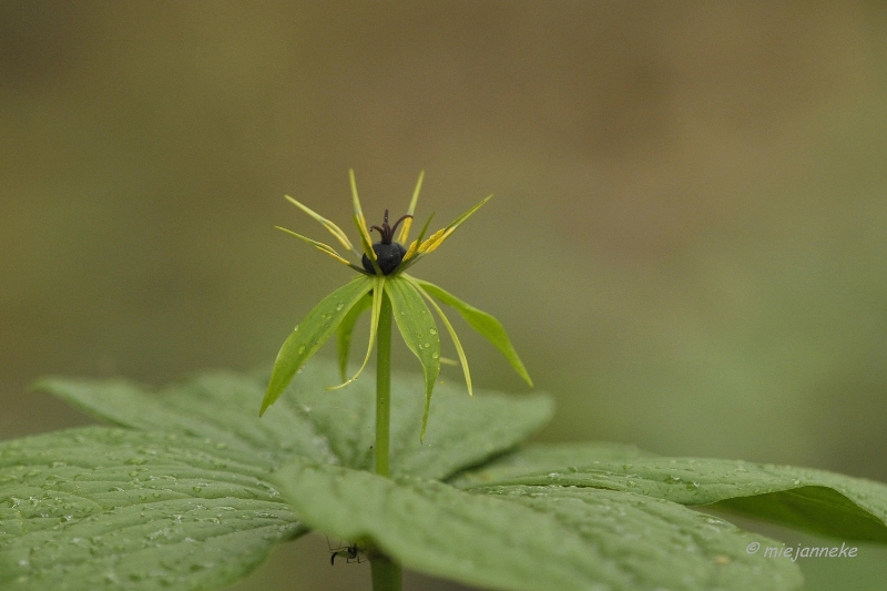 db_DSC3257.JPG - Macro de Doort