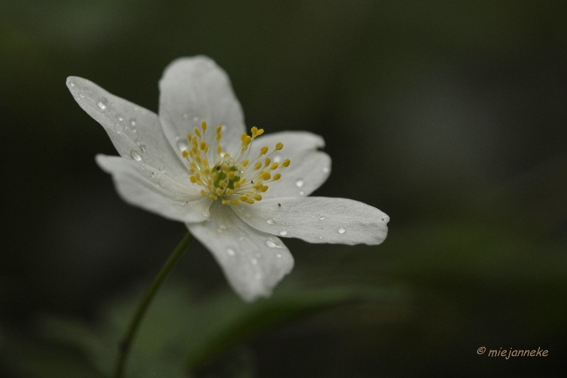 db_DSC3278.JPG - Macro de Doort