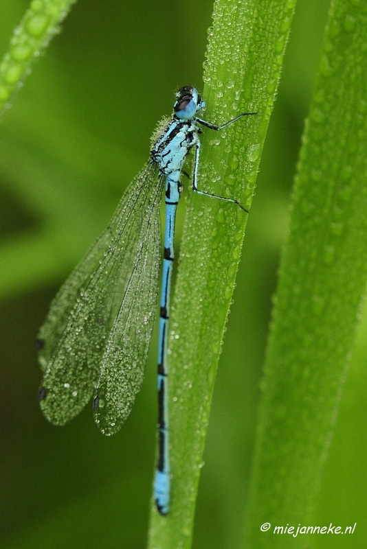 _DSC4985.JPG - Vroeg in de morgen