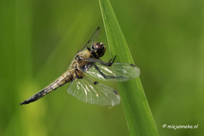 _DSC4745.JPG - Macro met RB uit Almere