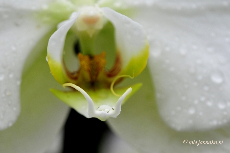 _DSC8397.JPG - Orchidee