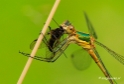 Macro met RB uit Almere