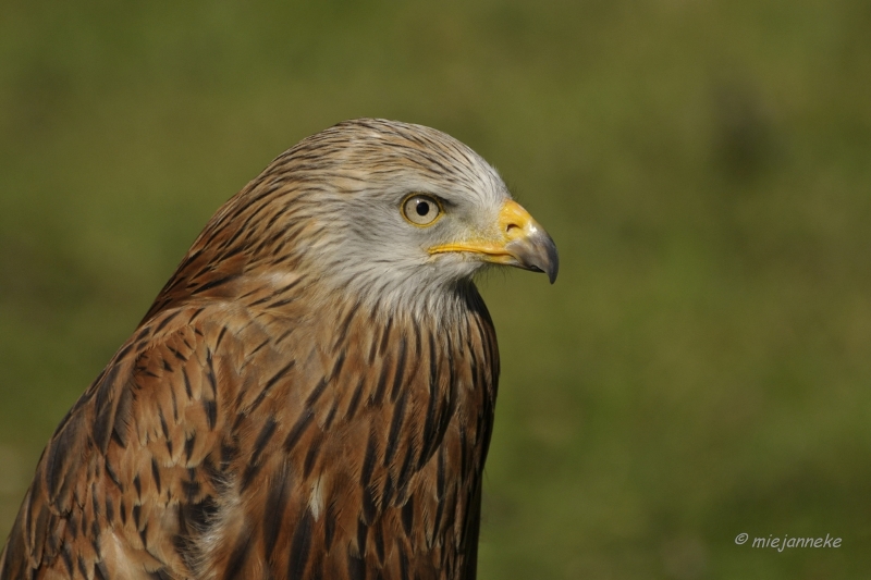 db_DSC2524.JPG - Wildpark Maart