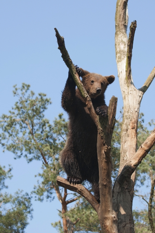 db_DSC2554.JPG - Wildpark Maart