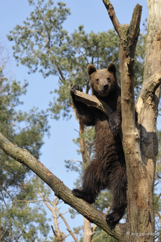 db_DSC2576.JPG - Wildpark Maart