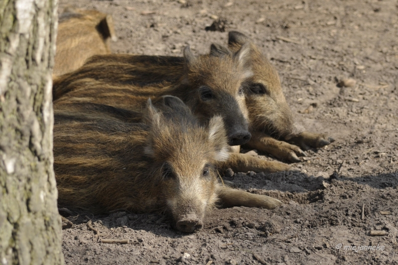 db_DSC2603.JPG - Wildpark Maart