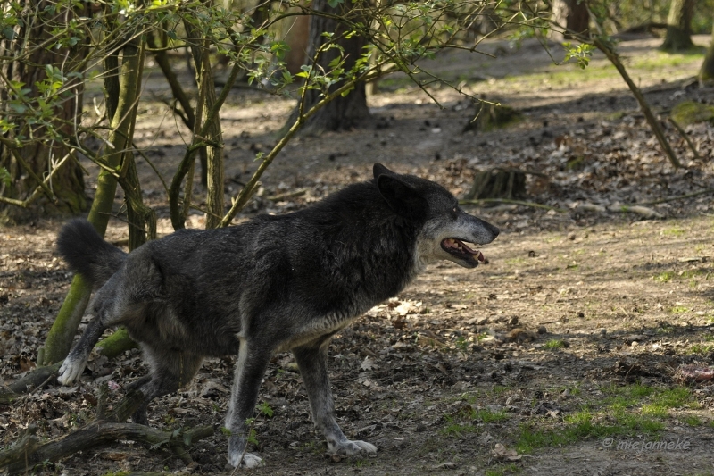 db_DSC2622.JPG - Wildpark Maart