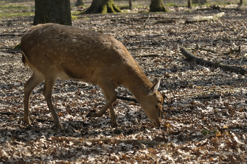 db_DSC2704.JPG - Wildpark Maart