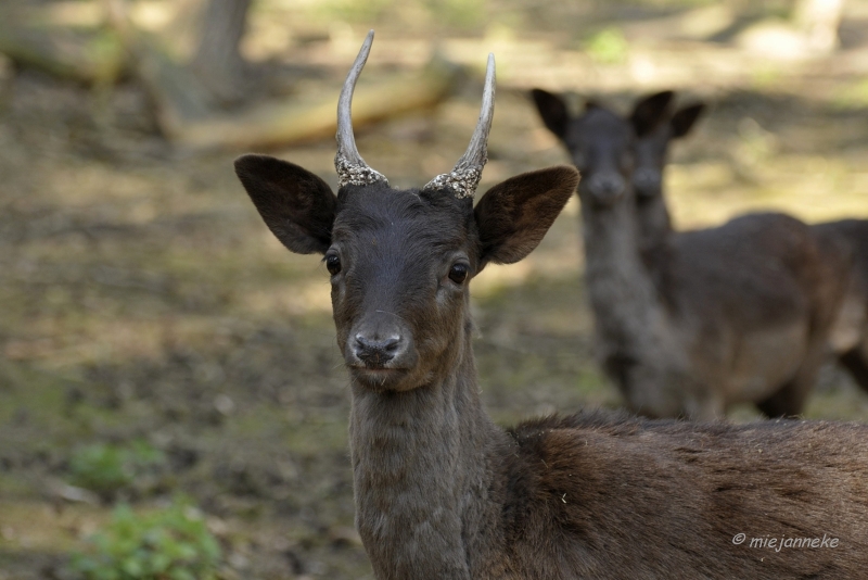 db_DSC2705.JPG - Wildpark Maart