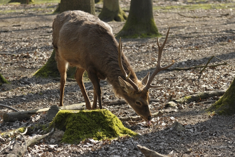 db_DSC2721.JPG - Wildpark Maart