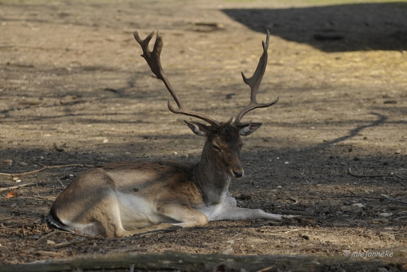 db_DSC2757.JPG - Wildpark Maart