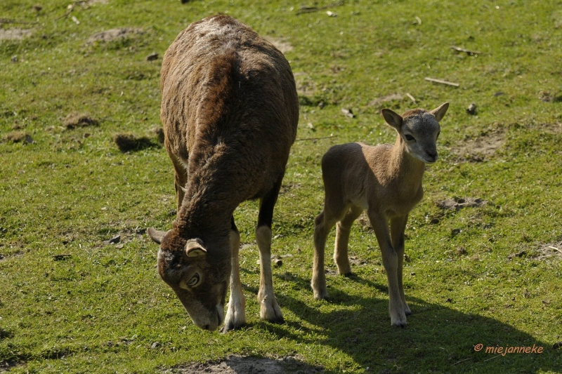 db_DSC2771.JPG - Wildpark Maart