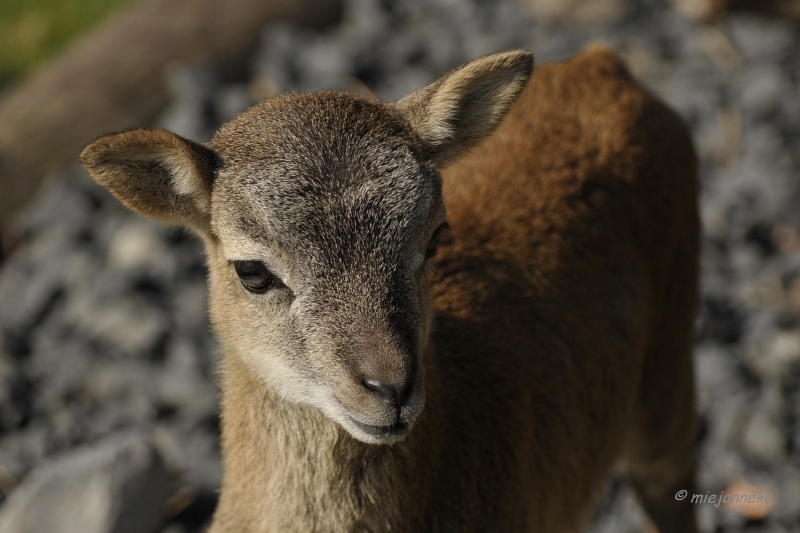 db_DSC2772.JPG - Wildpark Maart