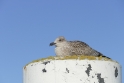 texel dag 1 2016_03