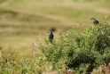 texel dag 1 2016_22