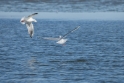 texel dag 2 2016_07