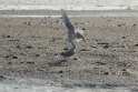 texel dag 2 2016_11