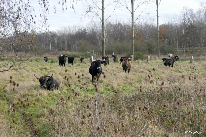 bdP1100115.JPG - Buulse Wildernis 2015