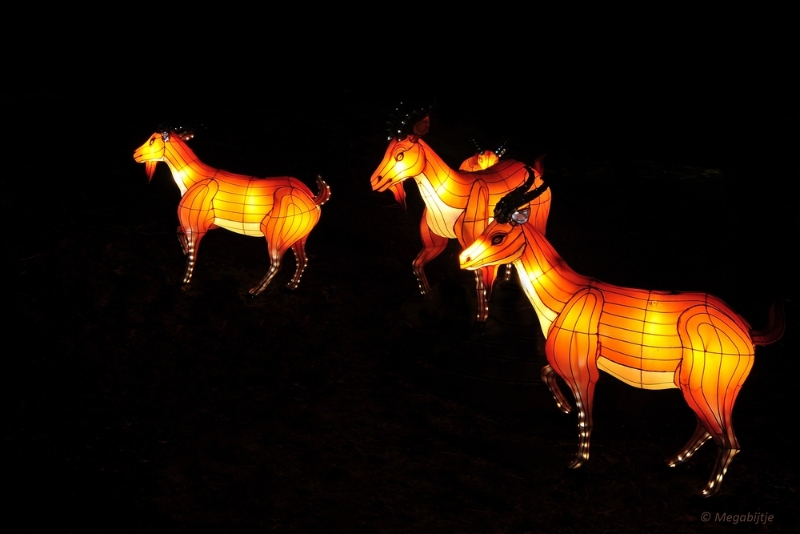 bdDSC_0581.JPG - China Light Festival in Burgers Zoo