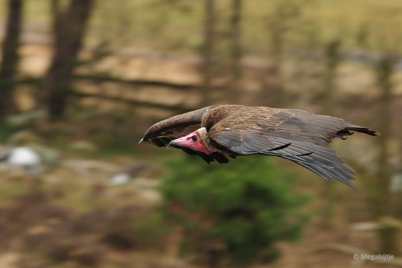 BB06042015 12.JPG - Beekse Bergen 6 april 2015 
