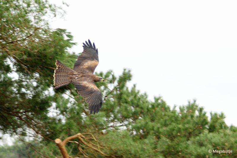 BB06042015 22.JPG - Beekse Bergen 6 april 2015 
