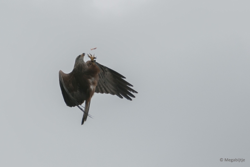 BB06042015 24.jpg - Beekse Bergen 6 april 2015 