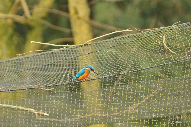 BB06042015 29.JPG - Beekse Bergen 6 april 2015 