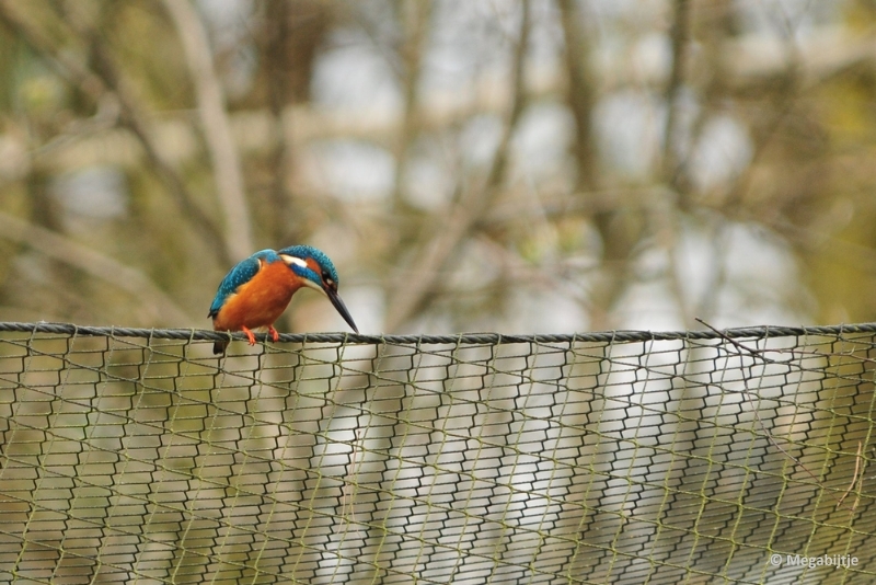 BB06042015 30.JPG - Beekse Bergen 6 april 2015 