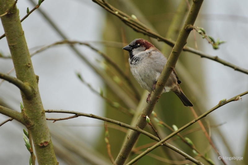 BB06042015 33.JPG - Beekse Bergen 6 april 2015 