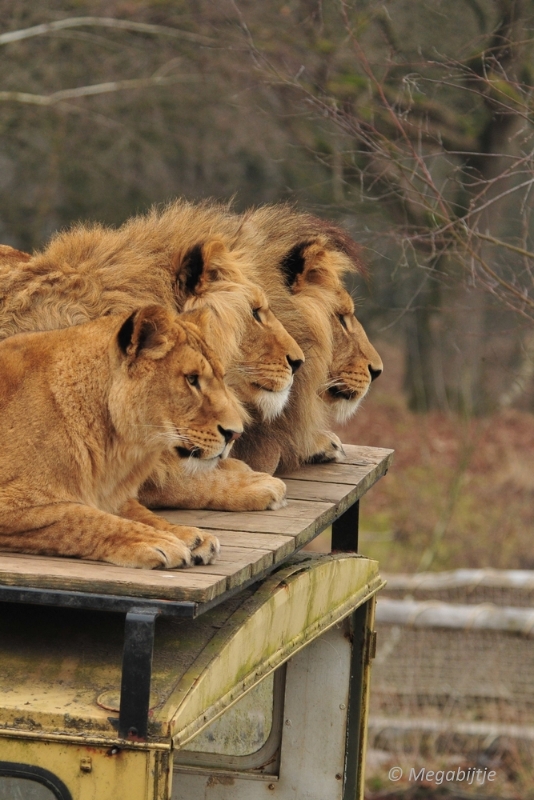 BB februari 2015 03.JPG - Beekse Bergen 19 februari 2015