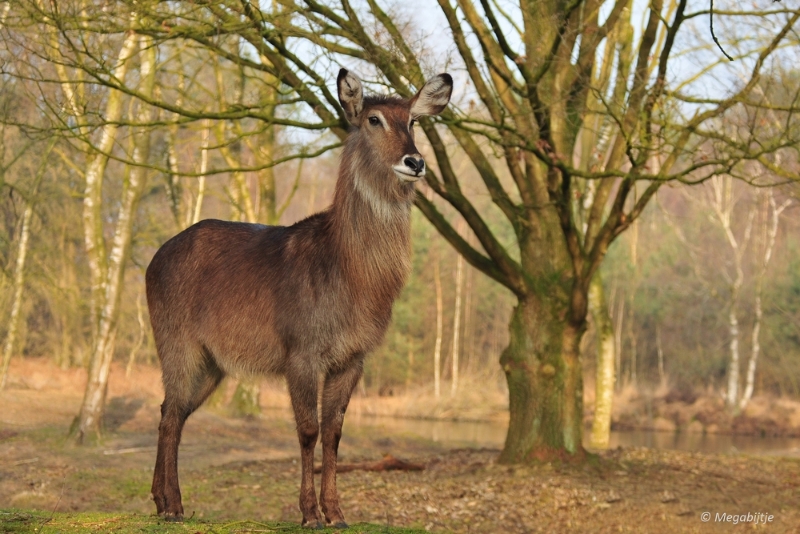 BB februari 2015 08.JPG - Beekse Bergen 19 februari 2015
