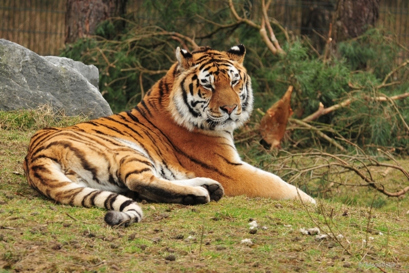 BB februari 2015 101.JPG - Beekse Bergen 19 februari 2015