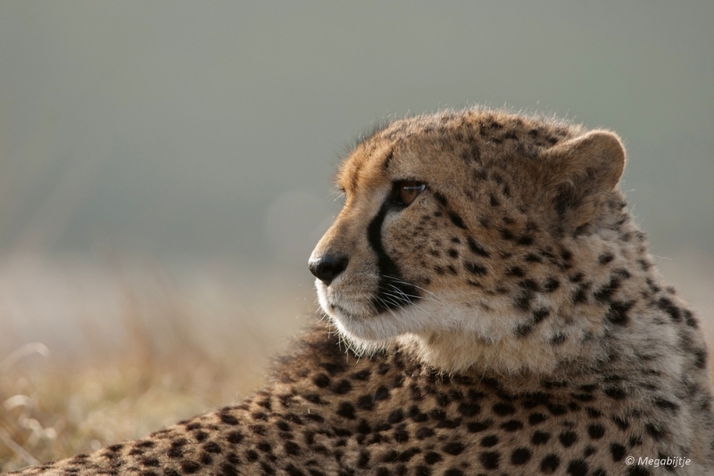 BB februari 2015 21.jpg - Beekse Bergen 19 februari 2015