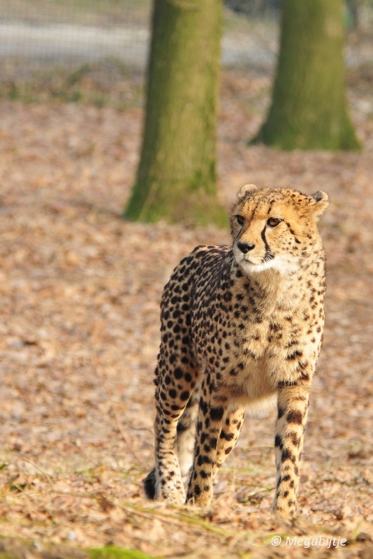 BB februari 2015 23.JPG - Beekse Bergen 19 februari 2015