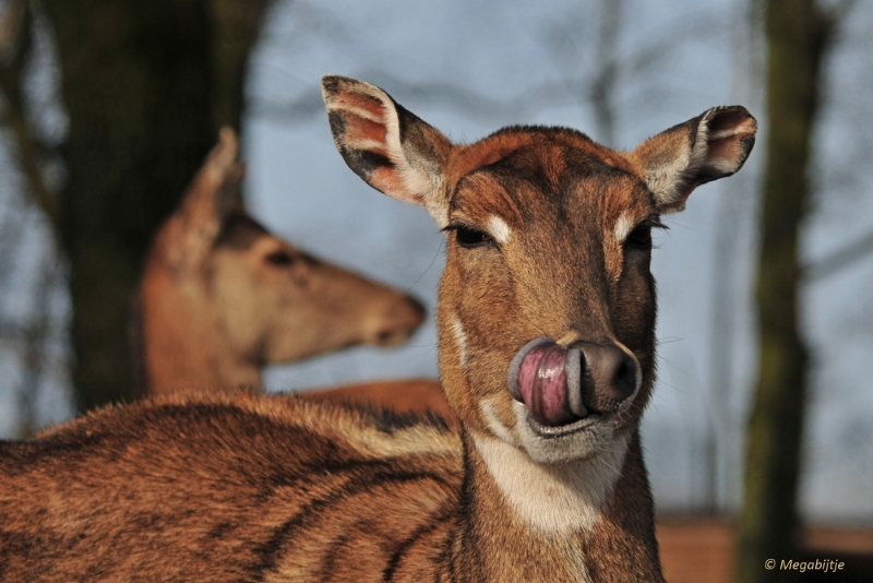 BB februari 2015 39.JPG - Beekse Bergen 19 februari 2015