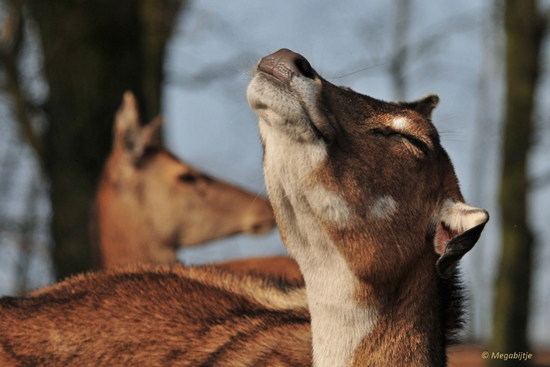 BB februari 2015 41.JPG - Beekse Bergen 19 februari 2015