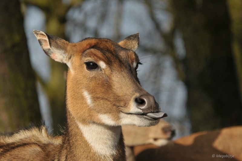BB februari 2015 47.JPG - Beekse Bergen 19 februari 2015