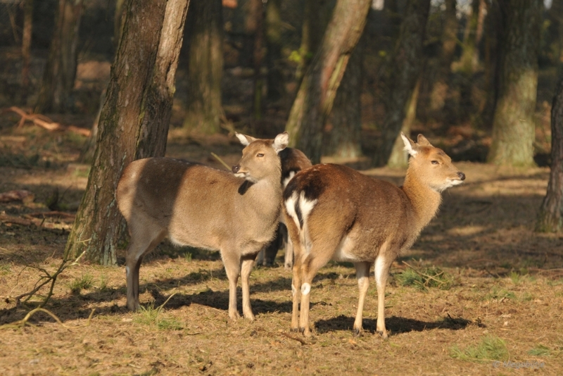 BB februari 2015 57.JPG - Beekse Bergen 19 februari 2015