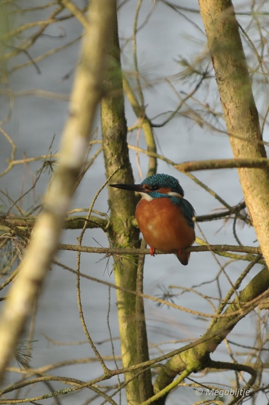 BB februari 2015 63.jpg - Beekse Bergen 19 februari 2015